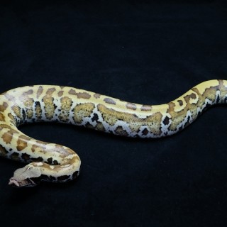 python brongersmai