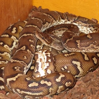 Angolan Python's Mating