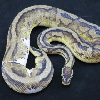 Pastel Pied Female