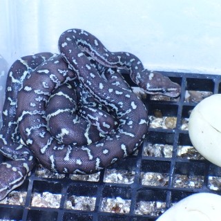 Angolan Python's Hatching